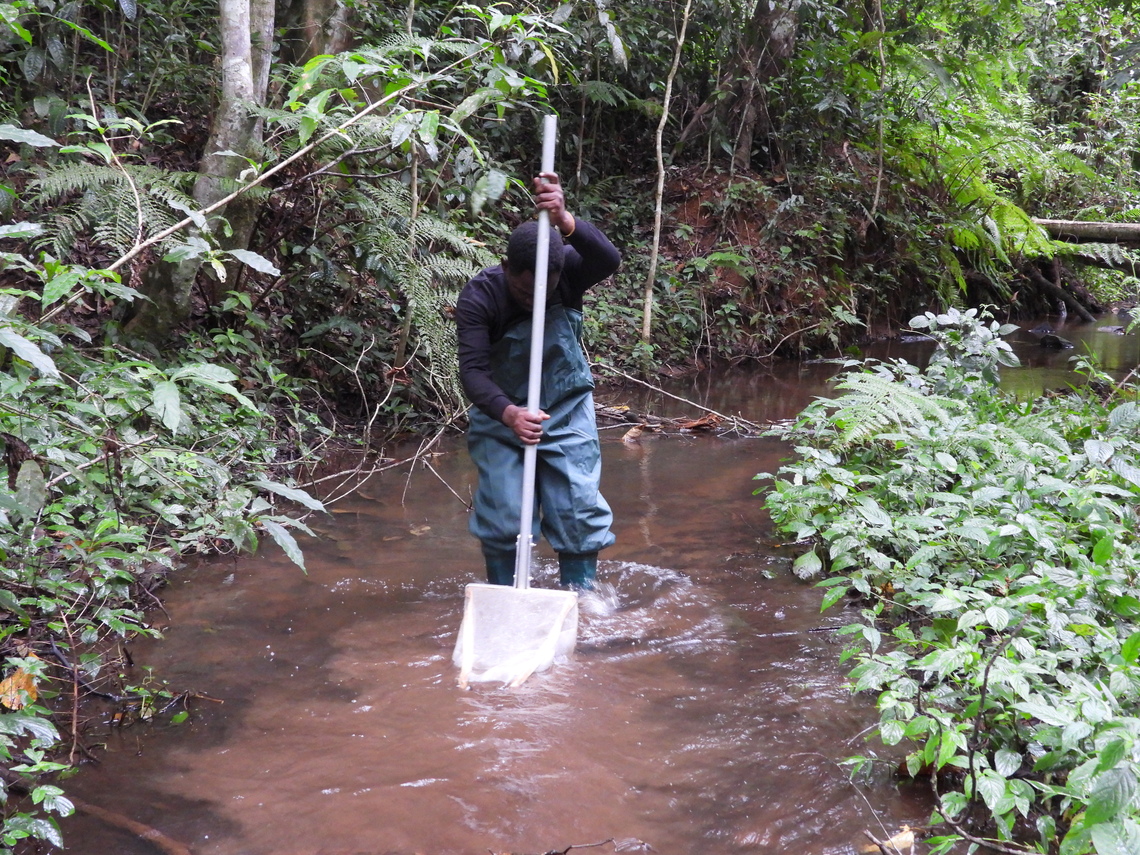 Sampling macroinvertebrates with a kick net